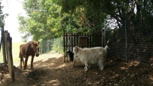 LEAL ANIMALI ZOO CAVRIGLIA IN LIBERTA' 07_05-2016 a