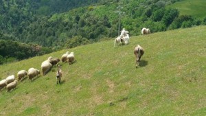 LEAL ANIMALI ZOO CAVRIGLIA IN LIBERTA' 07_05-2016 b