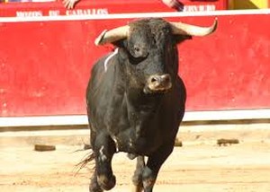 Toro_corrida