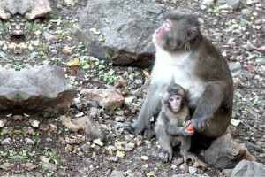 LIBERAZIONE MACACHI CAVRIGLIA 01