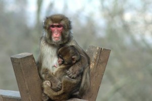 LIBERAZIONE MACACHI CAVRIGLIA 04