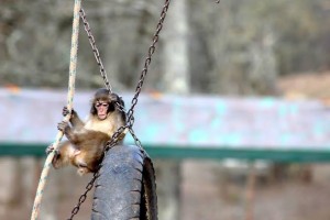 LIBERAZIONE MACACHI CAVRIGLIA 05