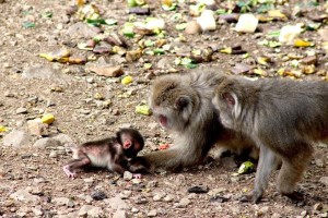 LIBERAZIONE MACACHI CAVRIGLIA 06