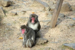 LIBERAZIONE MACACHI CAVRIGLIA 07