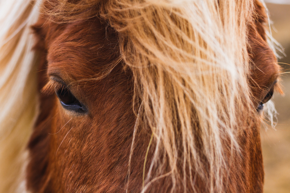 Palio di Siena oscena violenza verso i cavalli