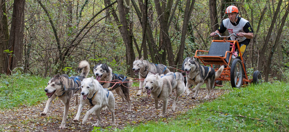 sleddog senza neve jpg