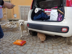 LEAL AMATRICE 2017 05 _n