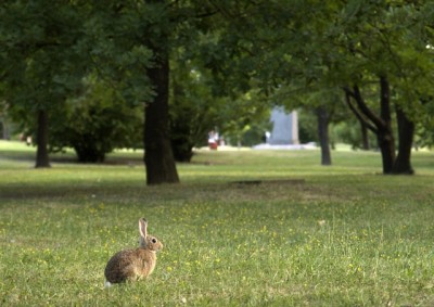 Coniglio_Forli_parco