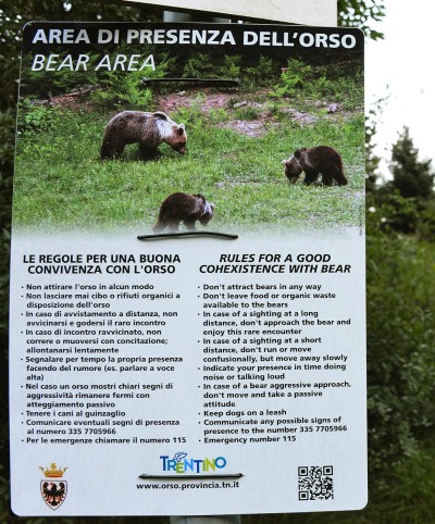 È caccia all'orso che ha aggredito un uomo, la Provincia di Trento ne  chiede la cattura. Sentenza già scritta?