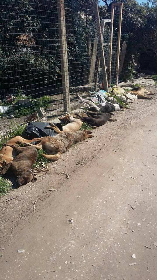 CANI AVVELENATI SCIACCA 7 randagismo sicilia