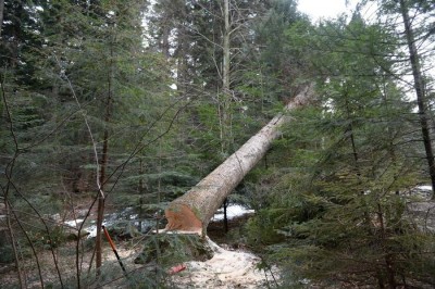 Winter logging in Bieszczady