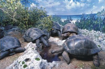 Aldabra