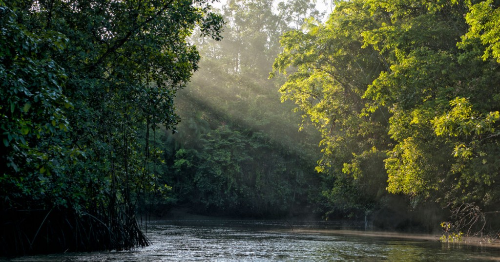 FORESTA PLUVIALE ghana PETIZIONE AMBIENTE