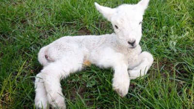 FOTO AGNELLO PER TESTO MANZONI