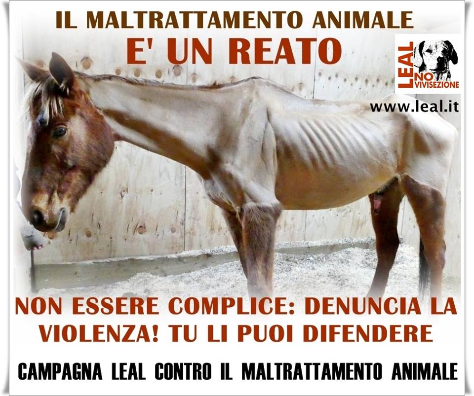 CAMPAGNA LEAL DENUNCIA IL MALTRATTAMENTO 1