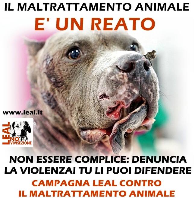 CAMPAGNA LEAL DENUNCIA IL MALTRATTAMENTO 3