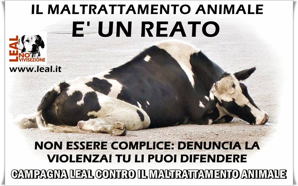 CAMPAGNA LEAL DENUNCIA IL MALTRATTAMENTO 5