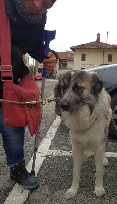 cane operato alla zampa da LEAL_rit