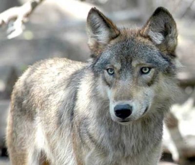 foto lupo per articolo leal trentino 2