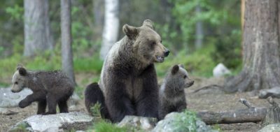 foto orso per articolo leal trentino.2