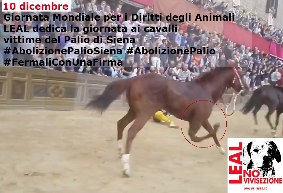 Cavallo-Raoul