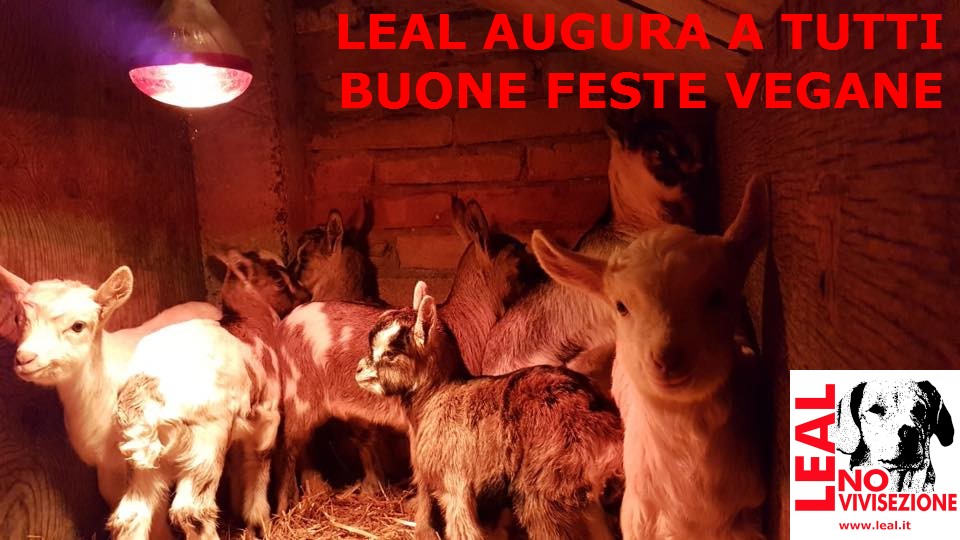 foto capretti stalla PER AUGURI_SCRITTA scelta vegana