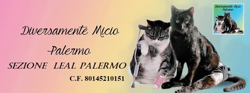 Diversamente_Micio