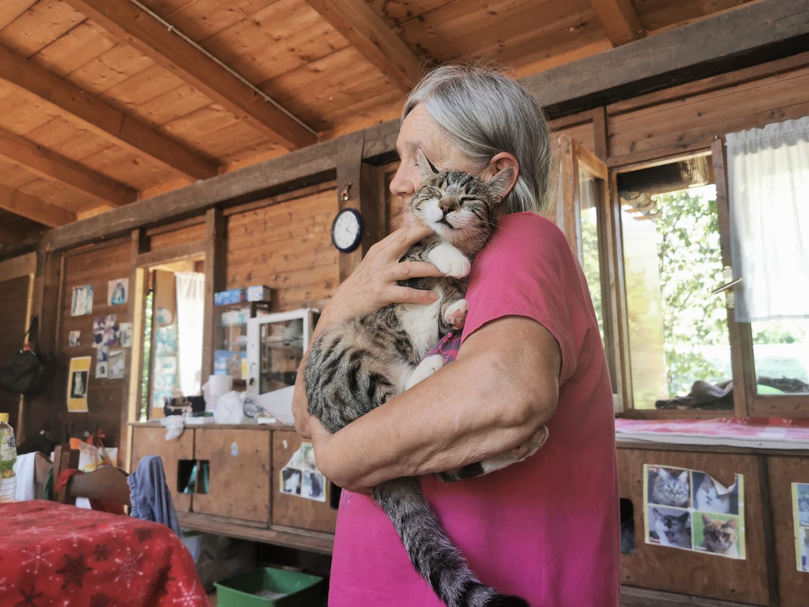 chalet di rina rifugio per gatti randagi