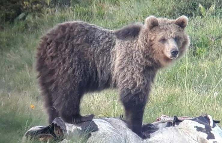 LEAL ANIMALISMO: L’ORSO M49 È SENZA COLLARE. SARÀ ANCORA VIVO?