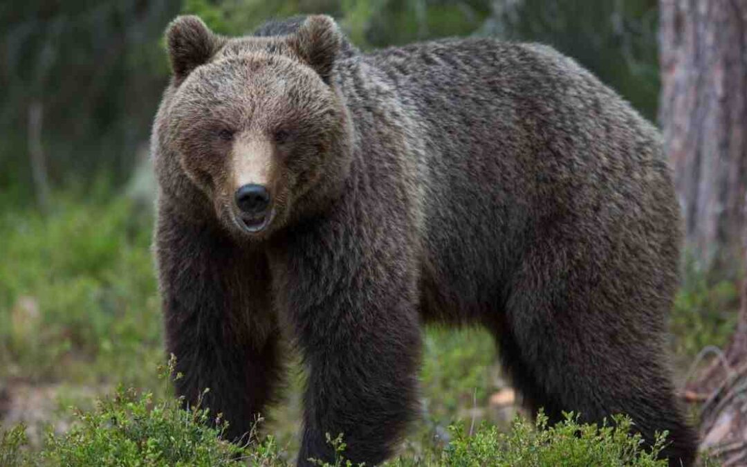 LEAL ANIMALISMO: COORDINAMENTO GRANDI PREDATORI LA STRANA STORIA DELLA CATTURA DELL'ORSO M57 IN TRENTINO