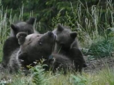 LEAL ANIMALISMO: 11 SETTEMBRE 2014 MORIVA L'ORSA DANIZA