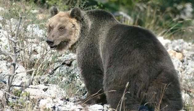 ORSO M49 NUOVAMENTE AGLI ARRESTI: UNA CATTURA O UNA RIVINCITA? A LEAL NEGATO ACCESSO AGLI ATTI