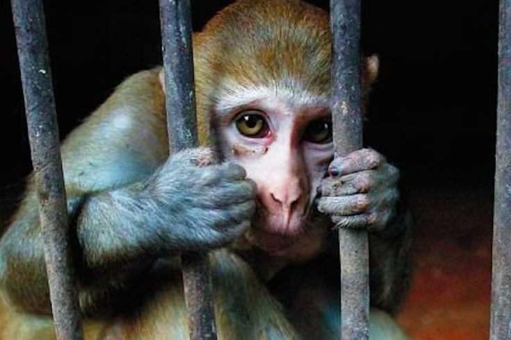 LEAL VIVISEZIONE: LE COMMISSIONI DEL SENATO E IL MINISTERO DELLA SALUTE RESPINGONO IL TENTATIVO DI PROROGA DEI TEST SU ANIMALI DI ALCOL E DROGHE