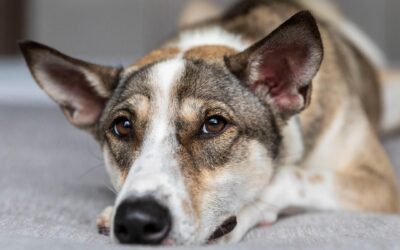 ANIMALISMO: LEAL SEZIONE DI CATANIA E I SUOI MERAVIGLIOSI CANI CERCANO ADOZIONI A DISTANZA