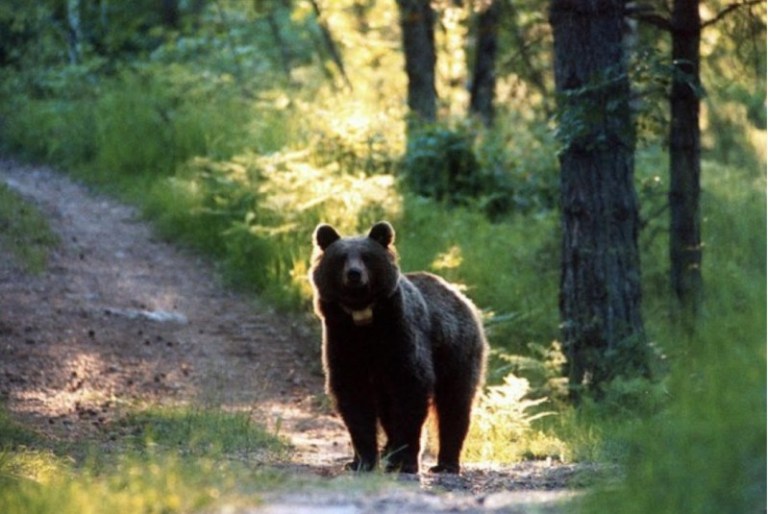 LEAL ANIMALISMO: L’ORSA JJ4 IN AULA