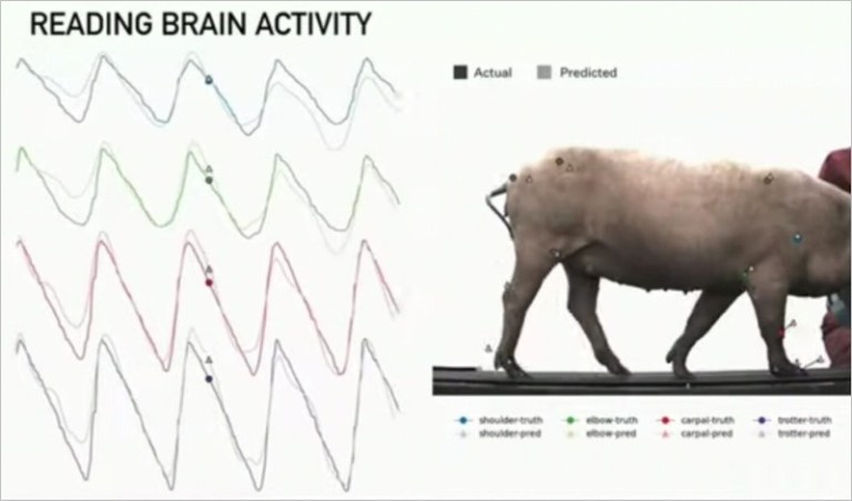 ESPERIMENTI SU ANIMALI – DA FRANKESTEIN AI NUOVI MOSTRI