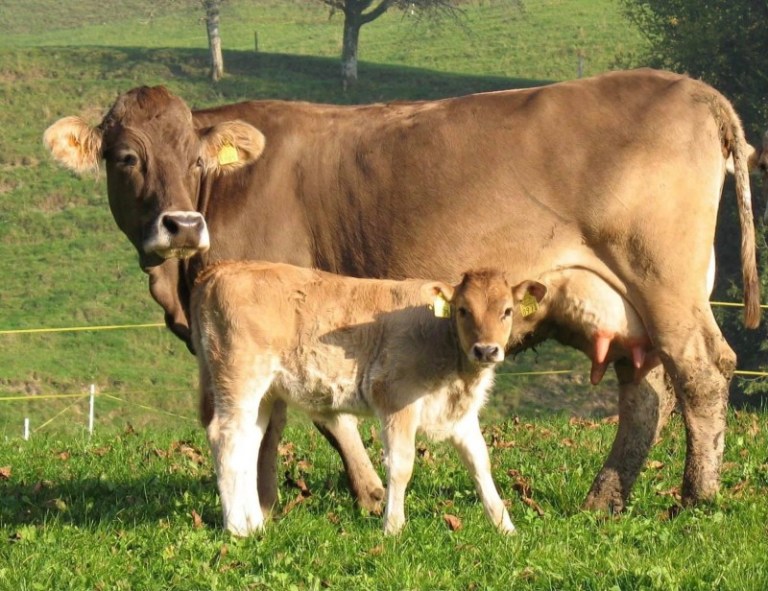 ANIMALISMO: SINDACO EMETTE ORDINANZA DI ABBATTIMENTO PER UNA MUCCA ED UN VITELLINO. LEAL CHIEDE LA REVOCA DELL’ORDINANZA