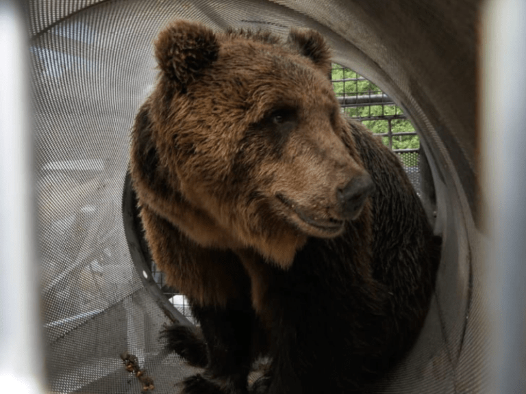 ANIMALISMO: ORSO M57 RIMARRÀ AL CASTELLER. IL TAR RIGETTA IL RICORSO DI LEAL E SALVIAMO GLI ORSI DELLA LUNA. RICORREREMO AL CONSIGLIO DI STATO