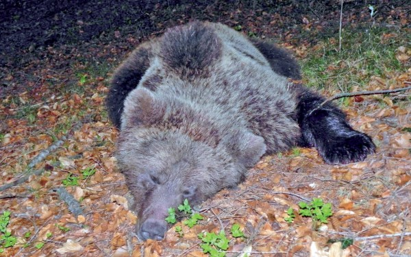 LEAL ANIMALISMO: RICEVIAMO E DIFFONDIAMO LA LETTERA CHE LE ATTIVISTE STEFANIA SBARRA E BARBARA NOSARI, IN SCIOPERO DELLA FAME PER CHIEDERE LA LIBERAZIONE DEGLI ORSI DEL TRENTINO, SCRIVONO AL MINISTRO SERGIO COSTA E AL GENERALE MASSIMILIANO CONTI