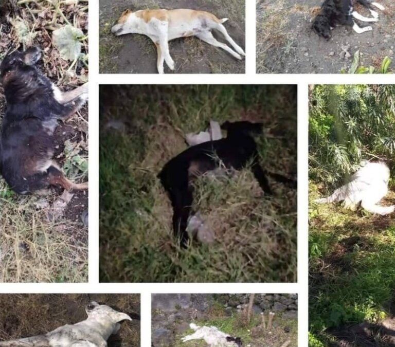 ANIMALISMO: PRESIDIO DI LEAL PER DIRE NO AI RANDAGI AVVELENATI A PEDARA CATANIA