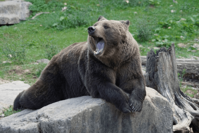 ANIMALISMO: IL CONSIGLIO DI STATO RIGETTA L’ISTANZA DI RICUSAZIONE DI FRATTINI PROMOSSA DALLA PAT. SODDISFAZIONE DI LEAL