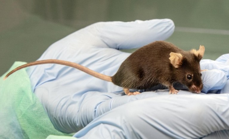 LEAL VIVISEZIONE: BRUTTI SEGNALI DALL’EUROPA… SI TORNERÀ A TESTARE I COSMETICI SUGLI ANIMALI?