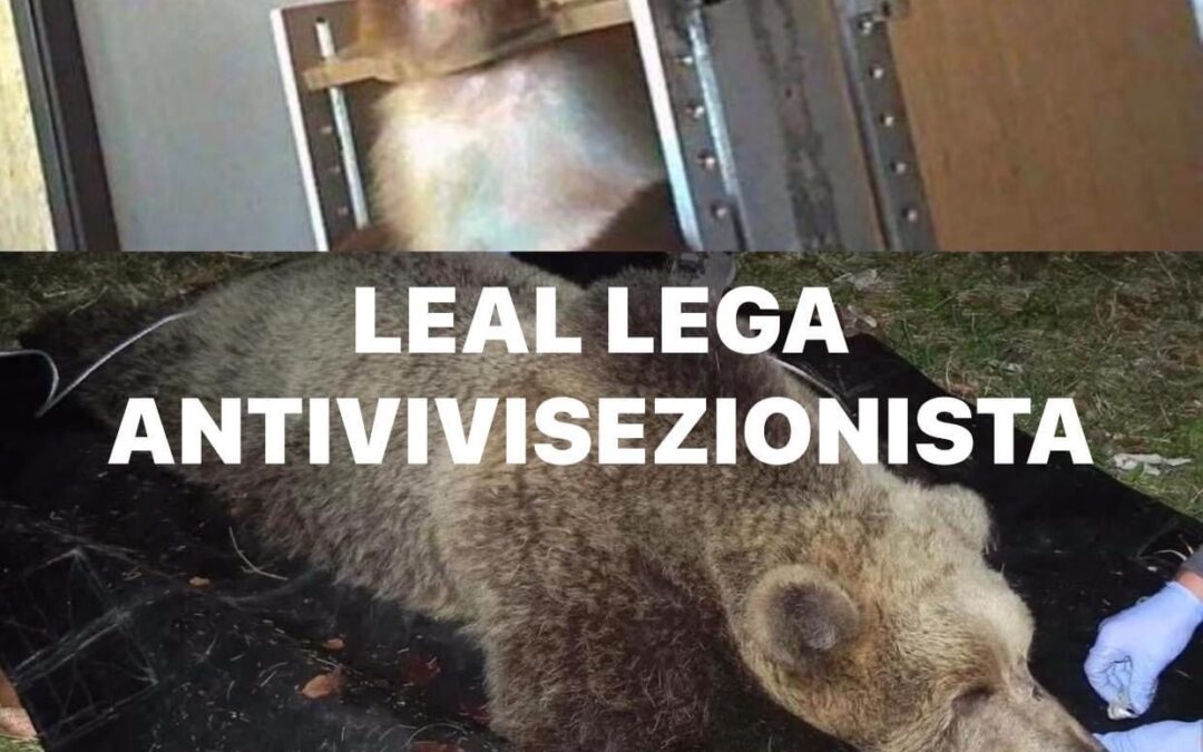 LEAL ANIMALISMO: L’ANNO DELL’ORSO E DELLA SCIMMIA