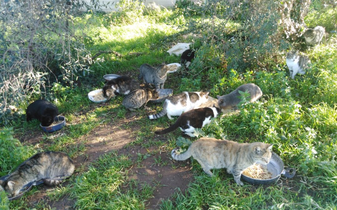 ANIMALISMO – EMERGENZA COLONIE FELINE DI BARI: LEAL INVIA SCATOLONI DI CIBO