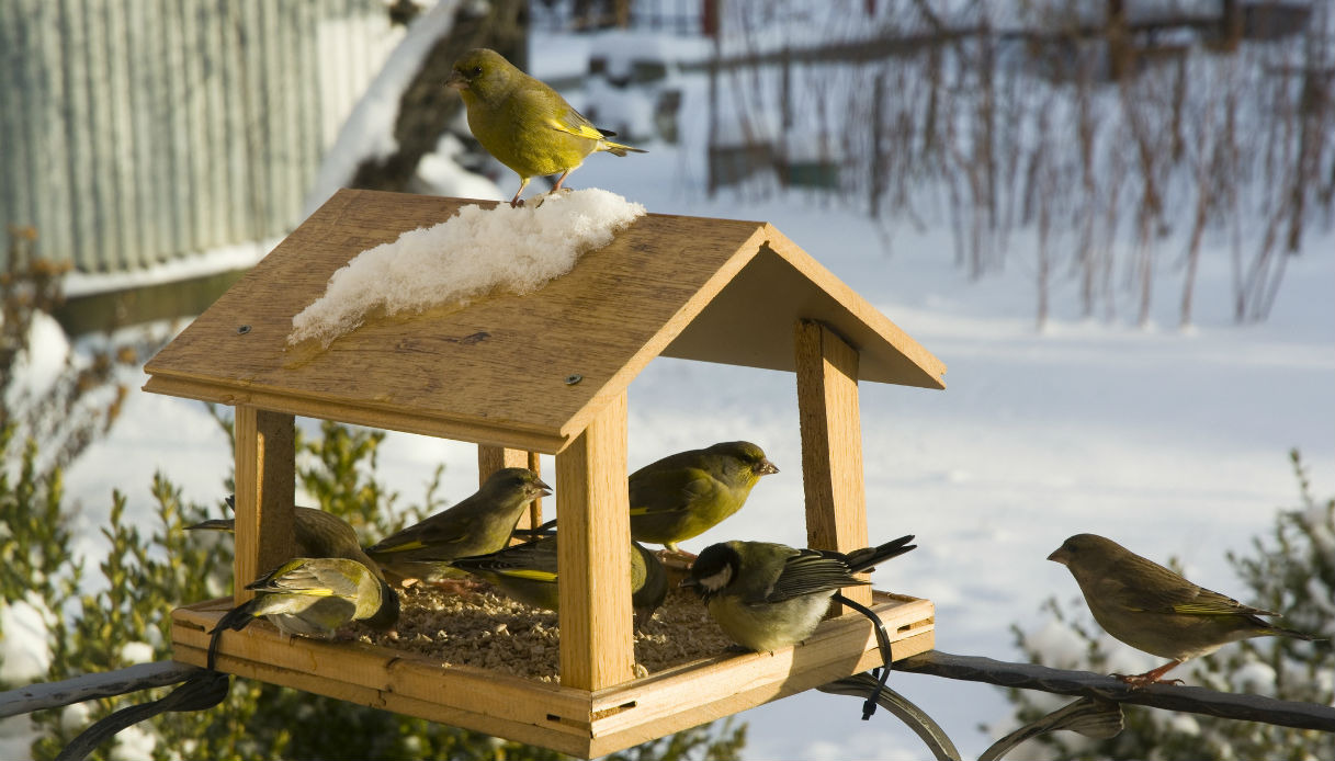 proteggi gli animali dal freddo