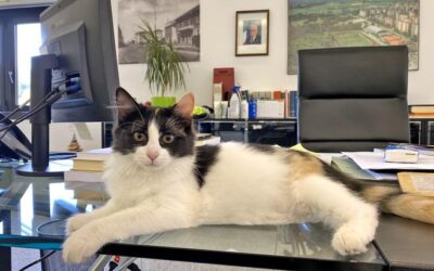 LEAL ANIMALISMO: MAYOR E CRIS SONO I GATTI ADOTTATI DAL SINDACO DI ROZZANO E DAL SUO STAFF