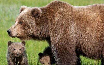 ANIMALISMO: OGGI 25 MARZO UDIENZA DEL TAR PER GLI ORSI JJ4 E M57 LEAL TRA I RICORRENTI.