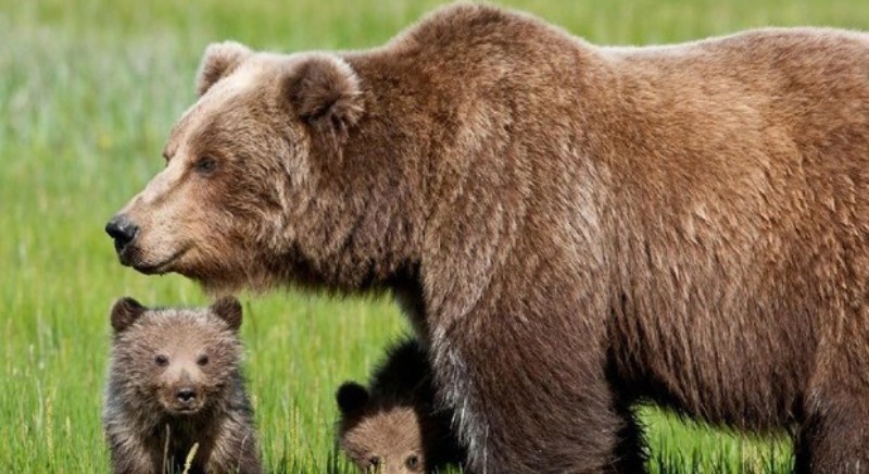 ANIMALISMO: OGGI 25 MARZO UDIENZA DEL TAR PER GLI ORSI JJ4 E M57 LEAL TRA I RICORRENTI.