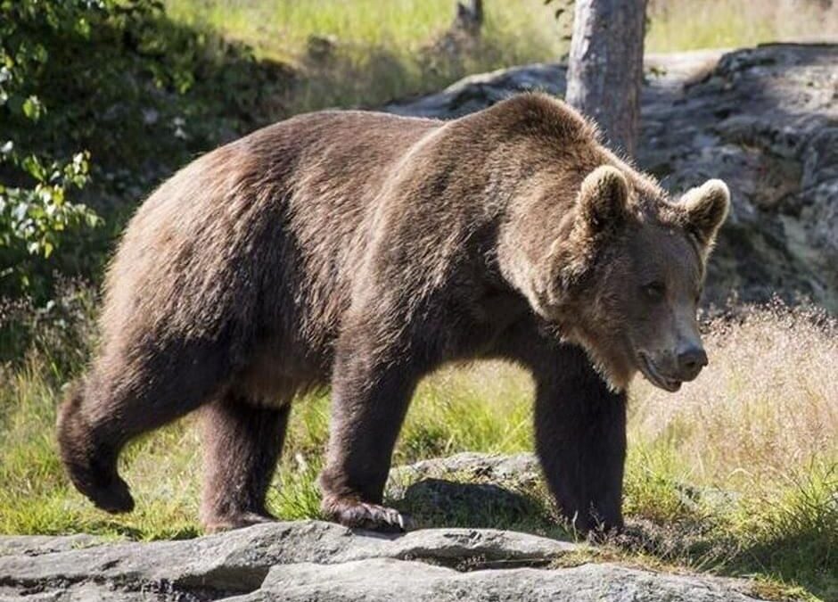 LEAL ANIMALISMO: IL CONSIGLIO DI STATO RESPINGE IL NOSTRO RICORSO CONTRO L’ORDINANZA DI CATTURA E CARCERAZIONE DI M57