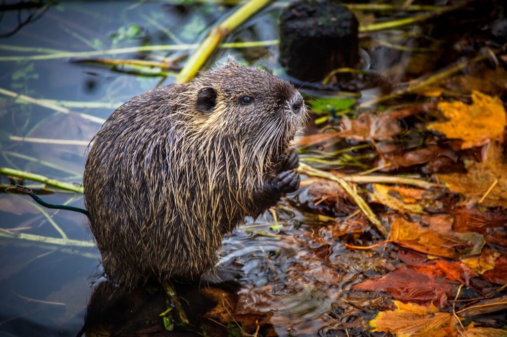 nutrie lambrata uccise con gas